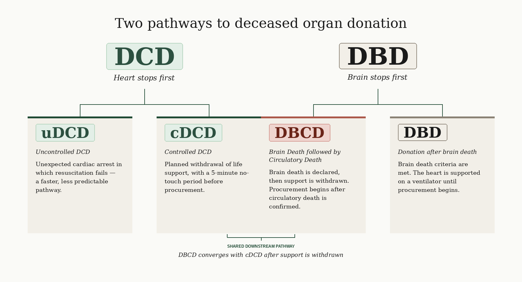 Two pathways to deceased organ donation. DCD (heart stops first) groups three subtypes — uDCD, cDCD, and DBCD. DBD (brain stops first) is donation after brain death. DBCD shares the downstream pathway with cDCD after support is withdrawn.